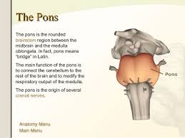 Image Result For Pons Function Ap Psychology Anatomy And Physiology Neuropsychology