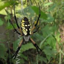 Tiny garden spider in my front yard. Spiders In Texas Species Pictures