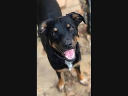 Find lots, acreage, rural lots, and more on zillow. Adopt A Pet From Concord Area Shelters See New Dogs Cats Concord Nh Patch
