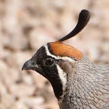 Birds Of The Southwest Usa Gambel S Quail Hollandwest Animals Beautiful Wild Birds Beautiful Birds