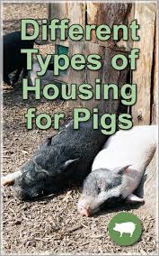 Different Types Of Housing For Pigs Countryside Network Raising Farm Animals Pig Farming Raising Pigs