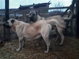 pin by dreik fresh on armando leon landaveri kangal dog turkey dogs dog lovers