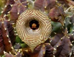 Image result for Huernia thuretii