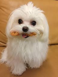 I Got A Treat Maltese Kopek Hayvanlar