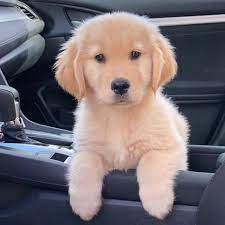 Golden retriever puppies for sale! Golden Retriever Puppies For Sale Retriever For Twitter