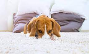 Dog Throwing Up White Foam What To Do Now Ollie