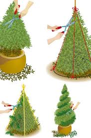 Buchsbaum Schneiden Buchsbaum Buche Baum Und Buchsbaum Garten