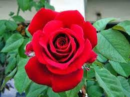 Gambar bunga mawar ada tulisan. Halaman Download 400 Gambar Bunga Mawar Ada Tulisan Hd Terbaru Gambar Id