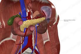 Image result for pancreas)