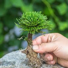 Image result for Selaginella tenerrima