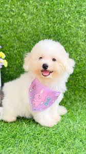 Some old tunes from sweet came up