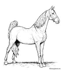 Heb je zelf een paard kleurplaat die niet op deze. Paarden Kleurplaten Kleurplaten Eu
