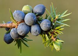 Image result for Hymenodictyon austro-africanum