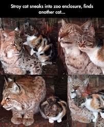 Big Cat And Smol Cat Cute Baby Animals Cute Animals Cute Little Animals