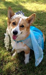Our Frozen Corgi Halloween Frozen Corgi Dog Elsa Costume Glitter Snowflakes Puppy Cute Letitgo Disney Princess Corgi Corgi Costume Corgi Dog