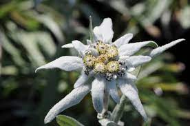 Mencabut edelweiss tanpa izin bisa terancam hukuman sesuai uu nomor 5 tahun 1990. Memahami Sisi Ilmiah Bunga Edelweis Kumparan Com