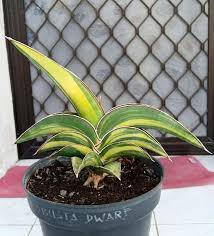 Image result for Turraea robusta