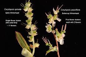 Image result for Calycosiphonia spathicalyx