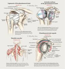 Many people can still function with a biceps tendon tear, and only need simple treatments to relieve symptoms. Roen Kelly Human Body Anatomy Body Anatomy Shoulder Anatomy