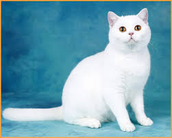 Самые новые твиты от 熟女会 (@shunvhui). çº¯ç™½è‹±çŸ­çŒ«æœ‰è€³è‹çš„å‡ çŽ‡ è‹±å›½çŸ­æ¯›çŒ«æ€§æ ¼å–œæ¬¢ä¸Žäººäº²æ˜µ ä¸–ç•Œåå® ä¿±ä¹éƒ¨çº¯ç§çŒ«èˆ