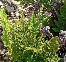 Image result for Cheilanthes viridis