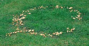 > mir komplett im filter), er hat mir das wort aus dem mund genommen. Hexenringe Pilze Im Rasen Bekampfen Mein Schoner Garten