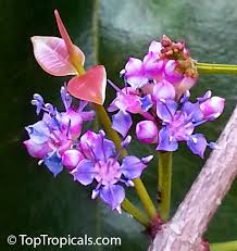 Image result for Memecylon myrianthum