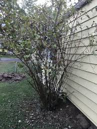 We did not find results for: How Far Should I Cut My Red Twig Dogwood Back When I Transplant It Hometalk
