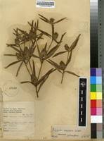 Image result for Polygala arenaria