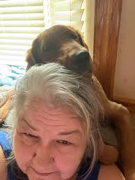 Golden retriever full grown size concerns