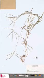 Image result for Brachyachne patentiflora
