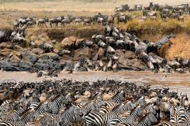 Now As We Went Game Driving Through The Masai Kopjes In Search Of Lions We Met Huge Armies Of Zebr Serengeti National Park The Great Migration Wildebeest