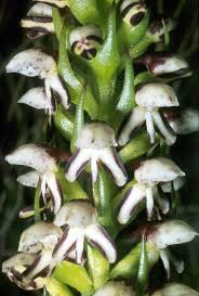 Image result for Disperis katangensis