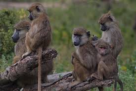 Baboon — (n.) type of ape, c.1400, babewyn, earlier a grotesque figure used in architecture or decoration (early 14c.), from fr. New Study Shows Optimal Group Size For Baboons Jstor Daily