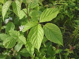 Image result for Rubus