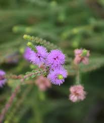 Image result for Melaleuca decussata