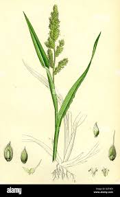 Image result for Echinochloa