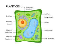 We did not find results for: Illustration Of The Plant Cell Anatomy Structure Vector Infographic Stock Vector Illustration Of Graphic Education 173886188