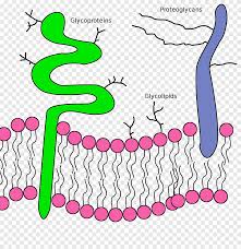 Different cell types within the same individual have different sugar portions attached to the glycoproteins and glycolipids. Lipid Bilayer Phospholipid Glycoprotein Cell Membrane Science Text Biology Png Pngegg