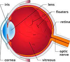 What Are Those Floating Spots In My Eyes Floaters And Flashes Eye Floaters Cure Eye Floaters Treatment