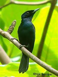 Pin On Birds Of Southeast Asia Australia Region
