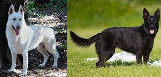 White german shepherd alsatian dog flexible fridge magnet featuring a beautiful german shepherd alsatian with a choice of four verses: What Happens When You Breed A Black Gsd To A White Gsd By Nick Medium