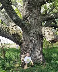 Image result for Quercus macrocarpa
