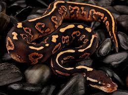 Yellow Belly Black Pastel Mystic Morph List World Of Ball Pythons Ball Python Ball Python Morphs Python