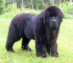 We did not find results for: Von Wildau Kennels Home