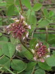 Image result for Trifolium