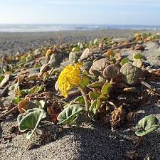 Image result for Erucastrum arabicum