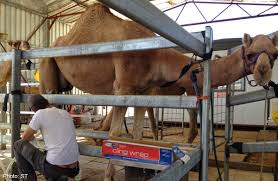 Saharan oasis that's shared by camels and crocodiles. Camel S Milk Cheese Home Cheese Making Cheese Making