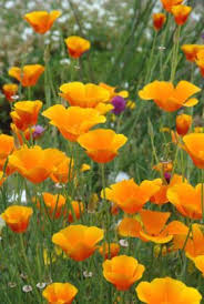 It's because we have the very best drivers who know the ins and outs of lancaster. Poppies Are Late Spring Flowers They Die When Summer Begins Up On The Poppy Fields Near Lancaster Ca Beautiful Flowers Planting Flowers Flower Garden
