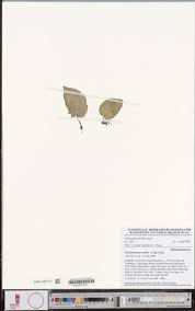 Image result for Cincinnobotrys